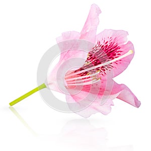 Pink lily flower on white background