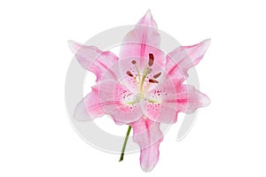 Pink lily flower on white background