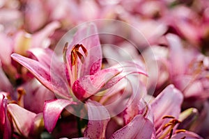 Pink lily flowering in a flowerbed in a country garden photo