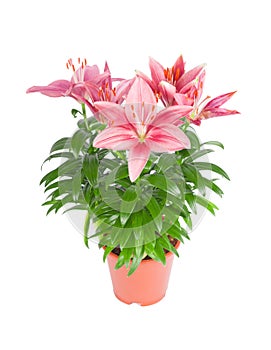 Pink lily in flowerpot isolated on white