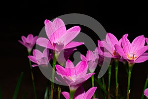 Pink lily flowers