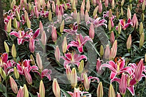 Pink Lily flowers and buds.