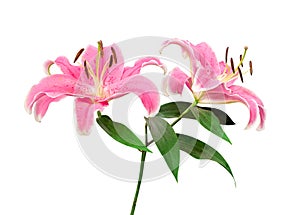 Pink lily flowers with green leaves isolated on white background, path