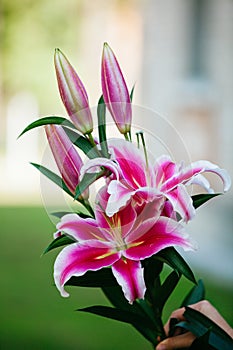 Pink lily flowers on green nature background