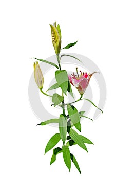 Pink lily flowers isolated on white background.