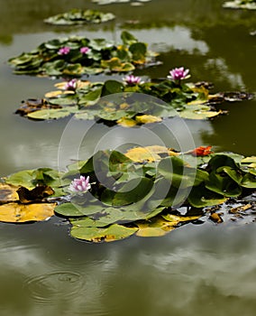 Pink lily flowers in a pond