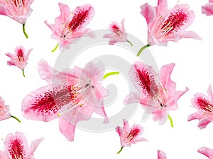 Pink lily flowers on white background.