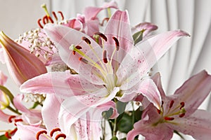 Pink lily flowers on a white background close-up