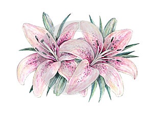 Pink lily flowers on white background. Watercolor handwork illustration. Drawing of blooming lily with green leaves