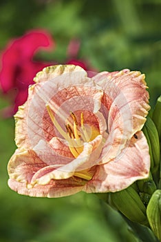 Pink lily on a garden flowerbed