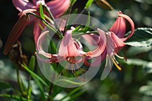 Pink lily on the garden, Lilium flowers