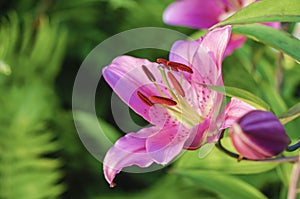 Pink lily among the greenery