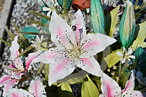 Pink lily