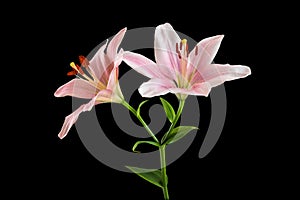 Pink lily isolated on black background