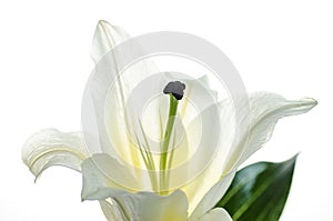 Pink Lily isolated on white background Selective Focus , Clipping path included.