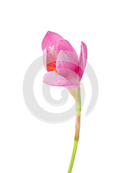 Pink lily isolated on a white background. Zephyranthes carinata