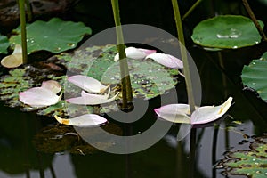 Pink Lily Lotus petal rain drops