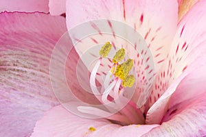 Pink lily macro background
