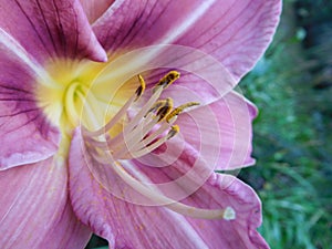 Pink lily macro stamens and pestle