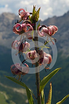 Pink lily with mountains on the background photo