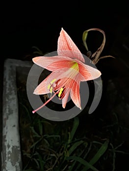 Pink lily in the night garden. Beautiful pink lily.