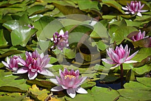 Pink Lily Pad at the Sasebo Japanese Gardens in Albuquerque New Mexico