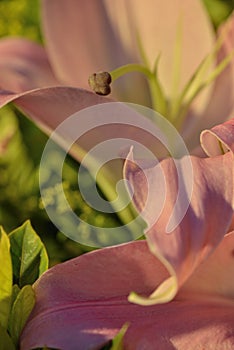 Pink Lily Pistil petal