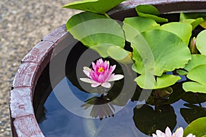 Pink lily on a pond in green leaves. Nature. Background