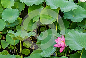 Pink lily in pond of large lily pads