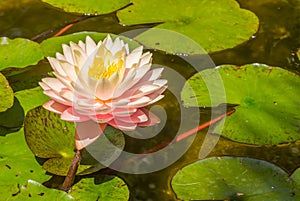Pink lily in the pond in the Westfalen park of Dortmund