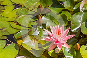 Pink lily in the pond in the Westfalen park of Dortmund photo