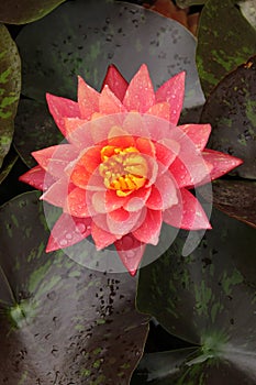 Pink lily and rain drops