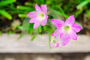 Pink lily rain lily flower