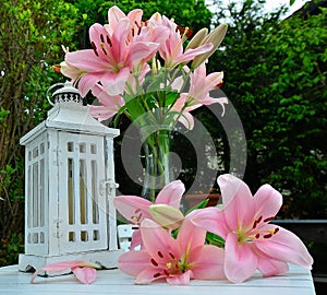 Pink lily Spring