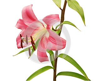 Pink Lily on Stem