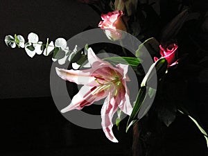 A Pink Lily in Sunlight