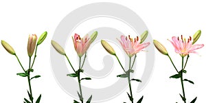 Pink Lily Time-lapse