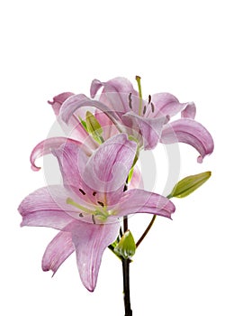 Pink Lily on White