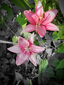 Pink lily& x27;s photo