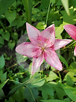 Pink lily& x27;s photo