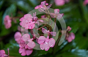 The Pink-Lipped Habenaria (Pink Snap Dragon Flower) found in tro