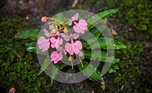 The Pink-Lipped Habenaria (Pink Snap Dragon Flower) found in tro