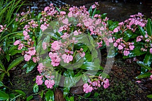 The Pink-Lipped Habenaria (Pink Snap Dragon Flower) found in tro