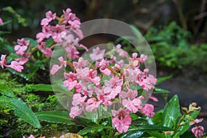 The Pink-Lipped Habenaria (Pink Snap Dragon Flower) found in tro