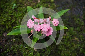 The Pink-Lipped Habenaria (Pink Snap Dragon Flower) found in tro