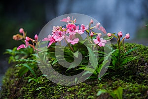 The Pink-Lipped Habenaria (Pink Snap Dragon Flower) found in tro