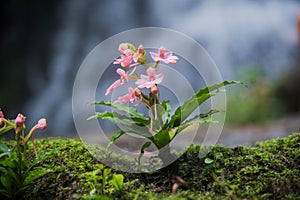 The Pink-Lipped Habenaria (Pink Snap Dragon Flower) found in tro