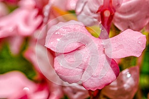 The Pink-Lipped Rhodocheila Habenaria Pink Snap Dragon Flower