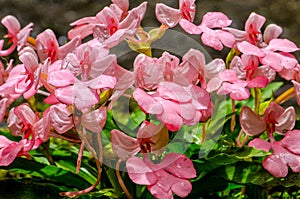 The Pink-Lipped Rhodocheila Habenaria (Pink Snap Dragon Flower)