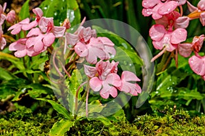 The Pink-Lipped Rhodocheila Habenaria (Pink Snap Dragon Flower)